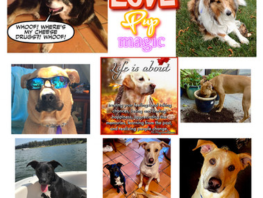 😇 ABOUT BREES BLOG 🐶