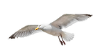 Flying seagull isolated on white backgro
