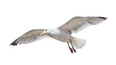 Flying seagull isolated on white backgro