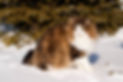 Poodle2.jpg