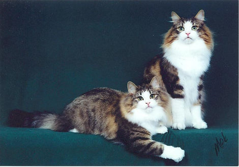 Layla and Lexi.jpg