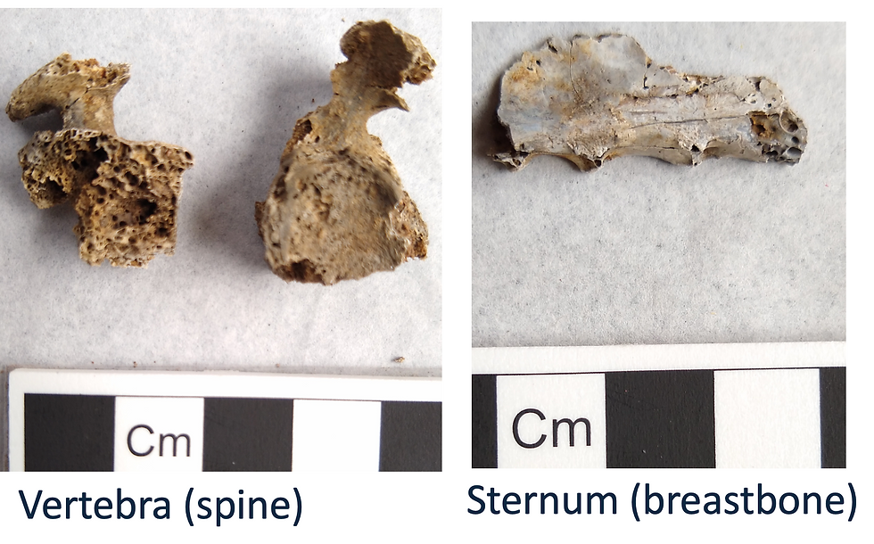Human bone fragments