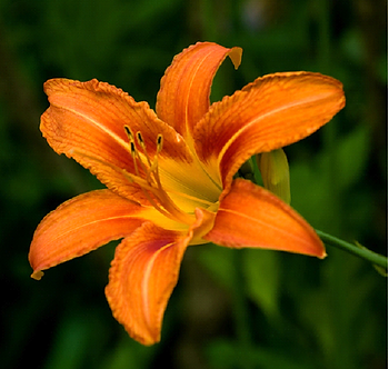 lily