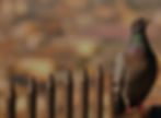 Pigeon sitting on wall