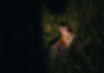 Rabbit in garden at night