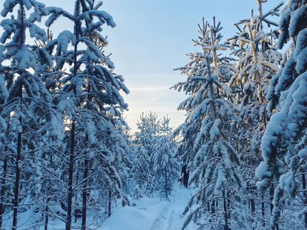 Holiday season at Skogsfeen