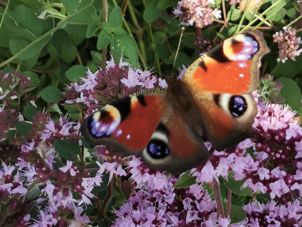Ein Tagpfauenauge auf Blüten als Symbol für die Phasen psychologischer Wandlung und das Konzept des aktiven Abwartens in der systemischen Therapie.