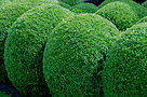 Gartenbau-Rinsch-Krefeld_slider-09.jpg