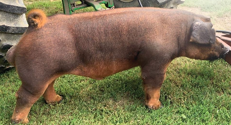 All of the Above Pic from Duncan.png