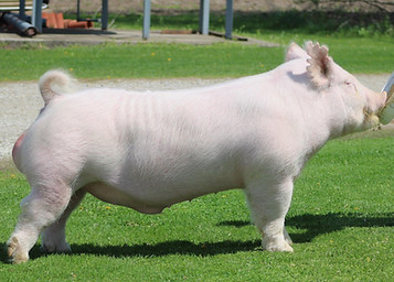 Chain Reaction from Draft.jpg