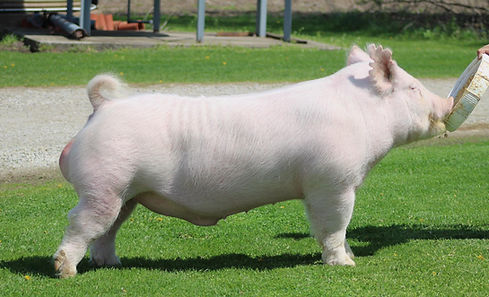 Chain Reaction from Draft.jpg