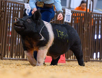 Pendleton Ring Pic.JPG