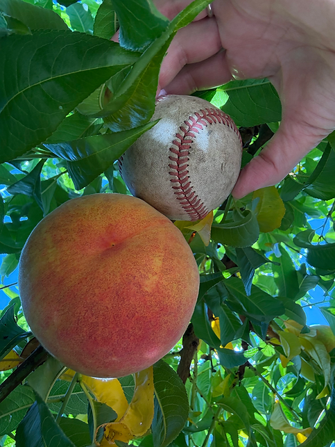 Peach bigger than a baseball, huge peach