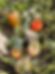 pumpkin varieties available at our Pumpkin Patch in October