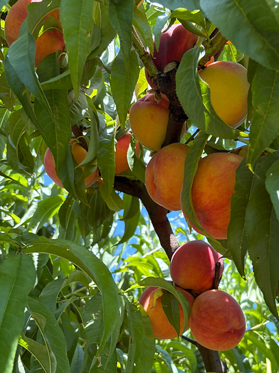 peaches