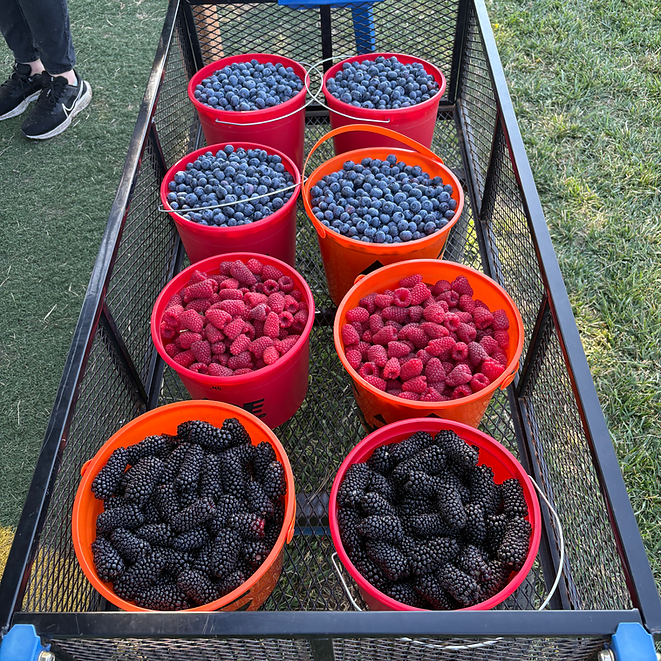 U-Pick berries