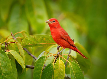 bird 21.jpeg