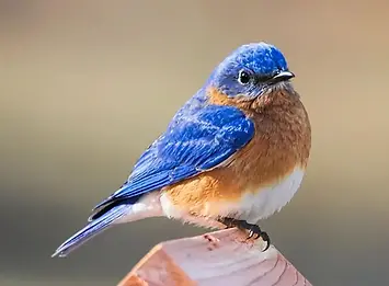 bird 5.webp