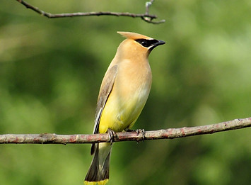 bird 12.jpg