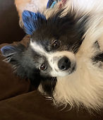 Sir Moo