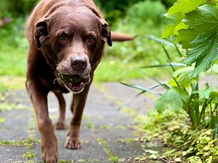 Skipper walking with ball.heic