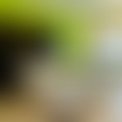 Review : Citrus Hotel, Lonavla