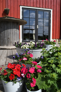 trädgård, blommor, vigselplats