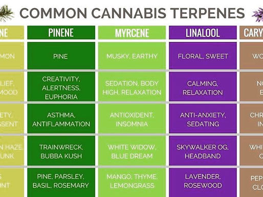 Common Cannabis Terpenes