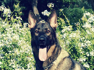 Chien_le_détection_de_la_punaise_des_lit