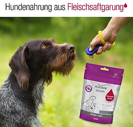 Webbanner_1200x1200_hundeschule_01.jpg
