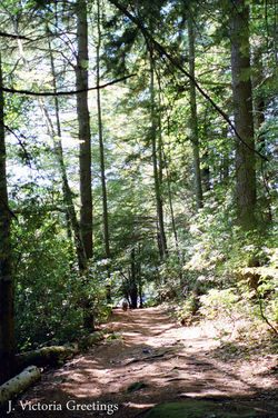 Walkin through the Woods