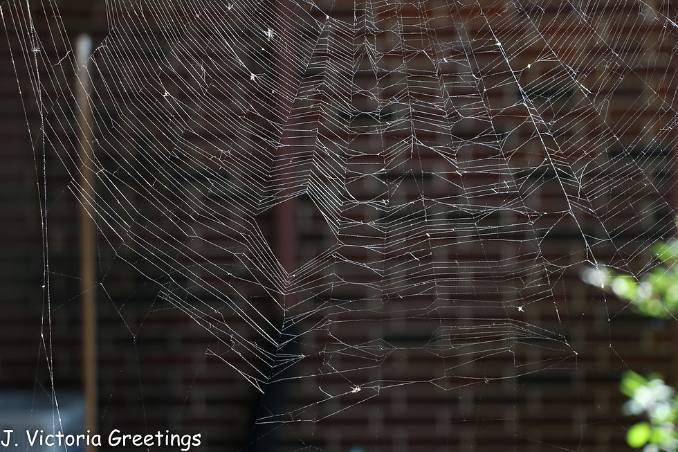 Diamond in the Web-W