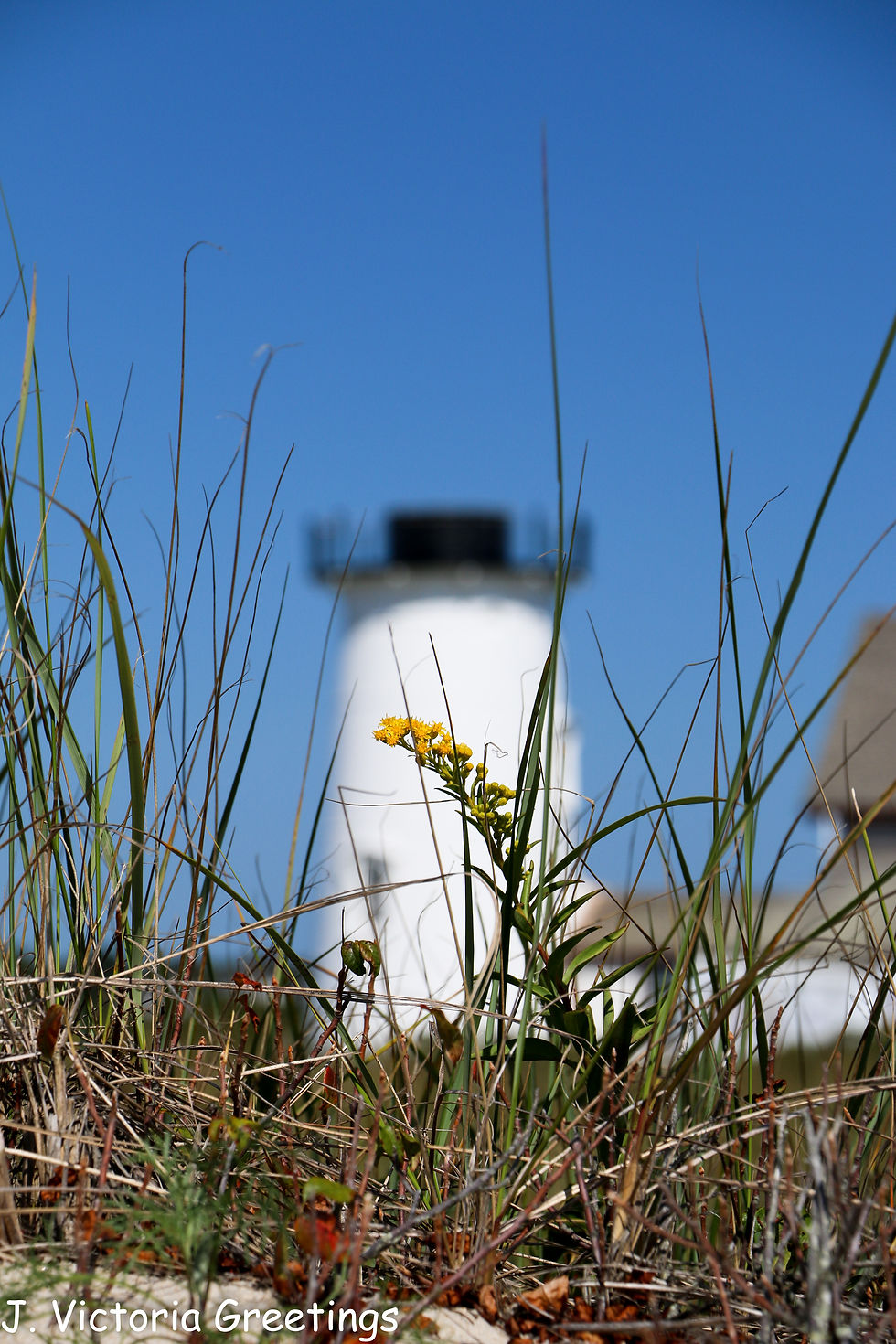 Through beach grass 19- W