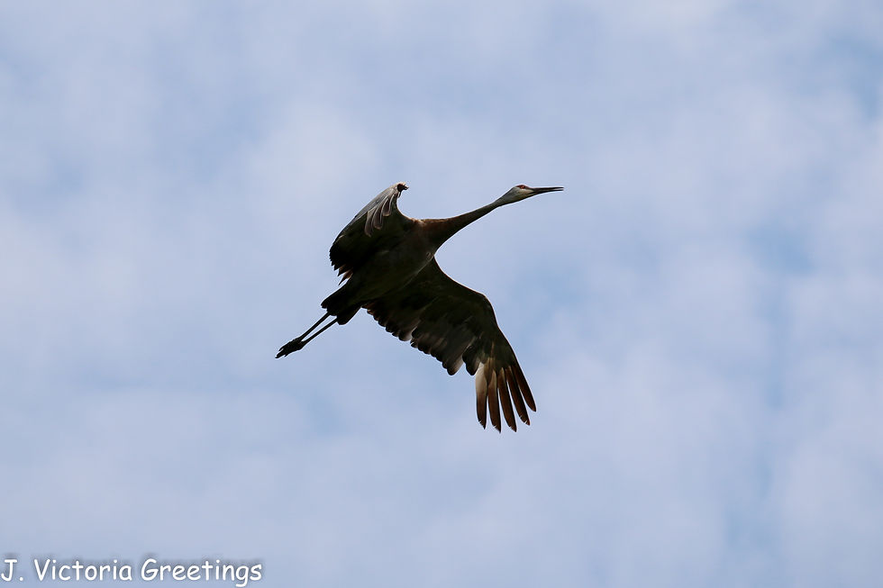 Sandhill Crane Flying-W