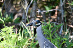 Head of a Night Heron