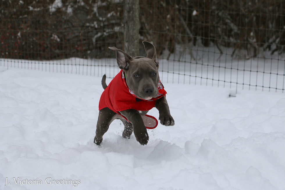 Pitbull in Snow