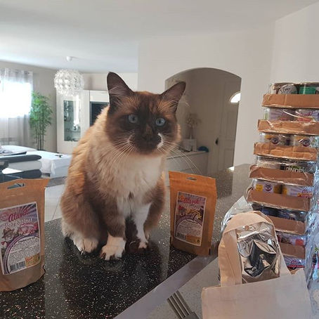 Je teste 6 mois d'alimentation pour chat Atavik!