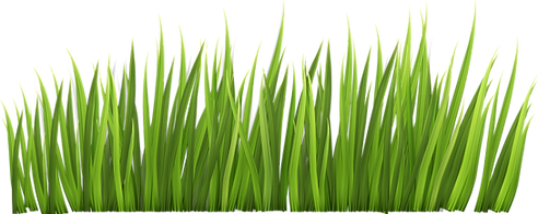 Grass png