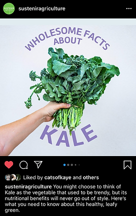 wholesome kale.PNG