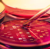 Petri Dish