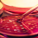 Petri Dish