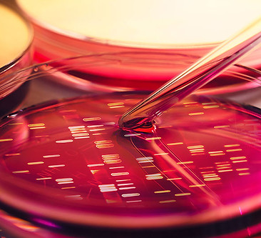 Análise de DNA em placa de Petri