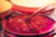 Petri Dish