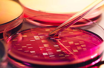 Petri Dish