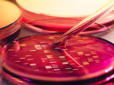 Bacteria in the Gut Increases Success Rates of Cancer Therapy