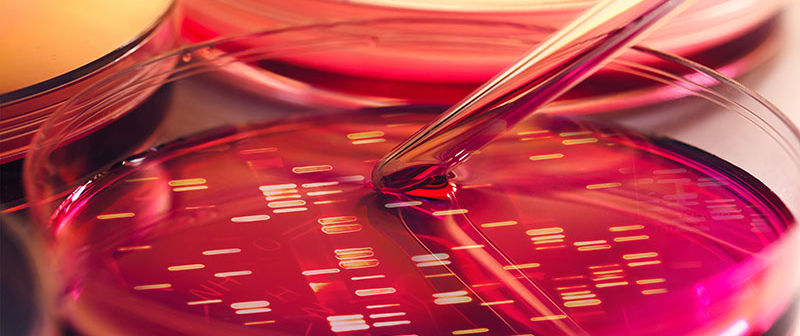 Petri dish with pipette