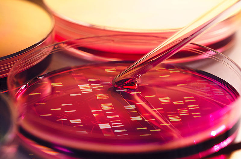 Petri Dish