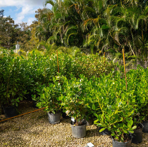 BLT Garden Center