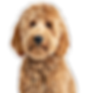 Goldendoodle (1).png