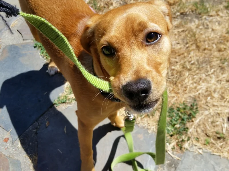 standard dog walking rates